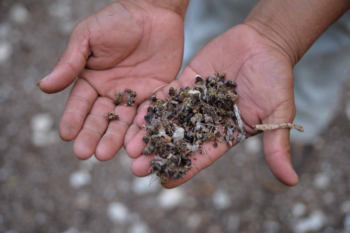 Abejas Muertas En Dzonot