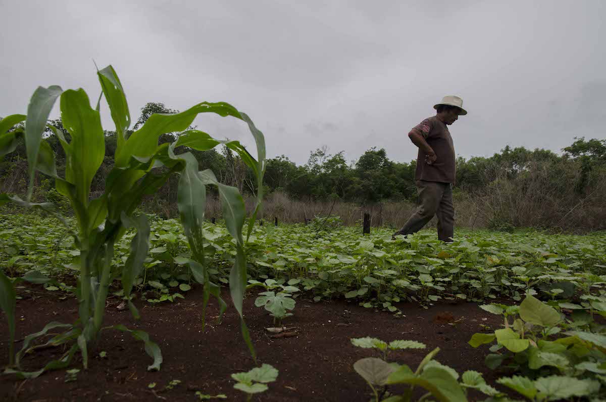 Campo Yucatecos