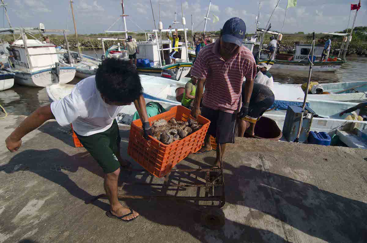 Pepino De Mar 2