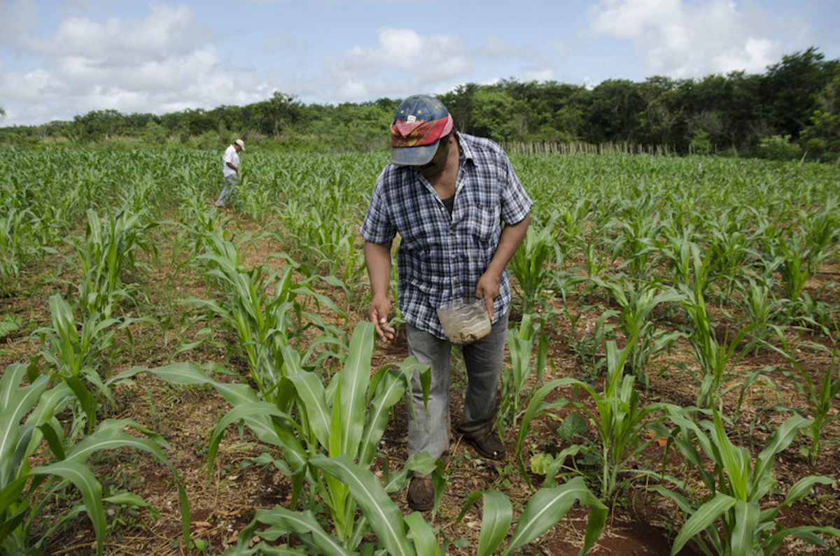 Campesinos