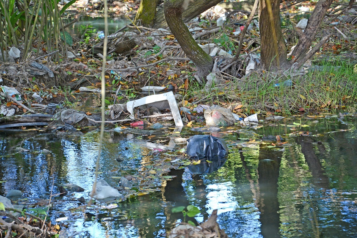 Manglar