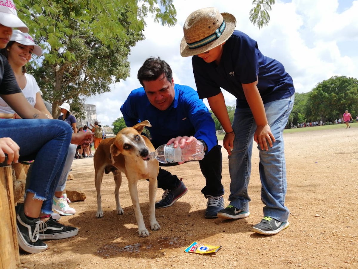 Perros