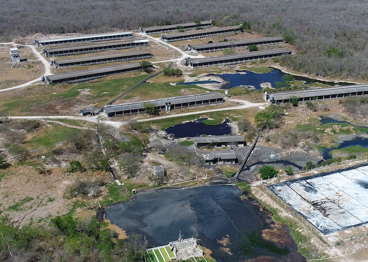 Exigen frenar la instalación de granjas porcícolas en Yucatán