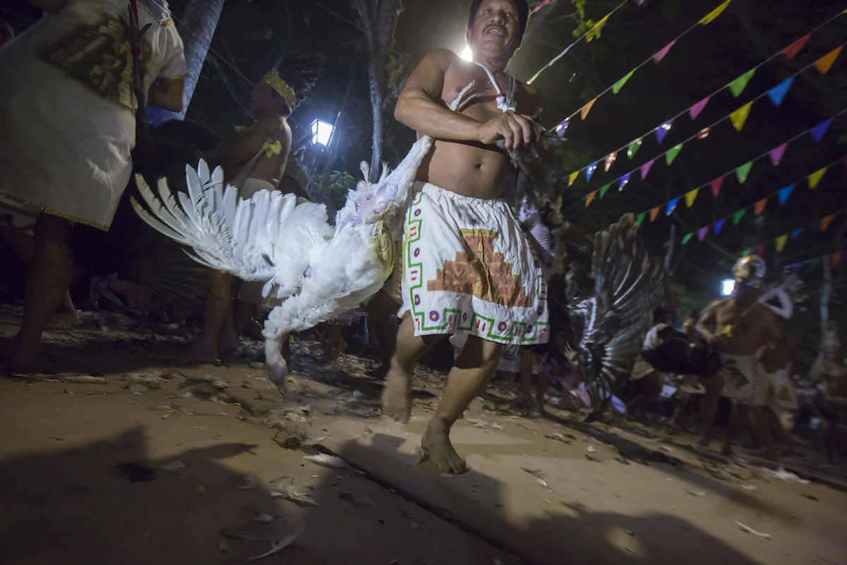 Ritual Del Pavo 2