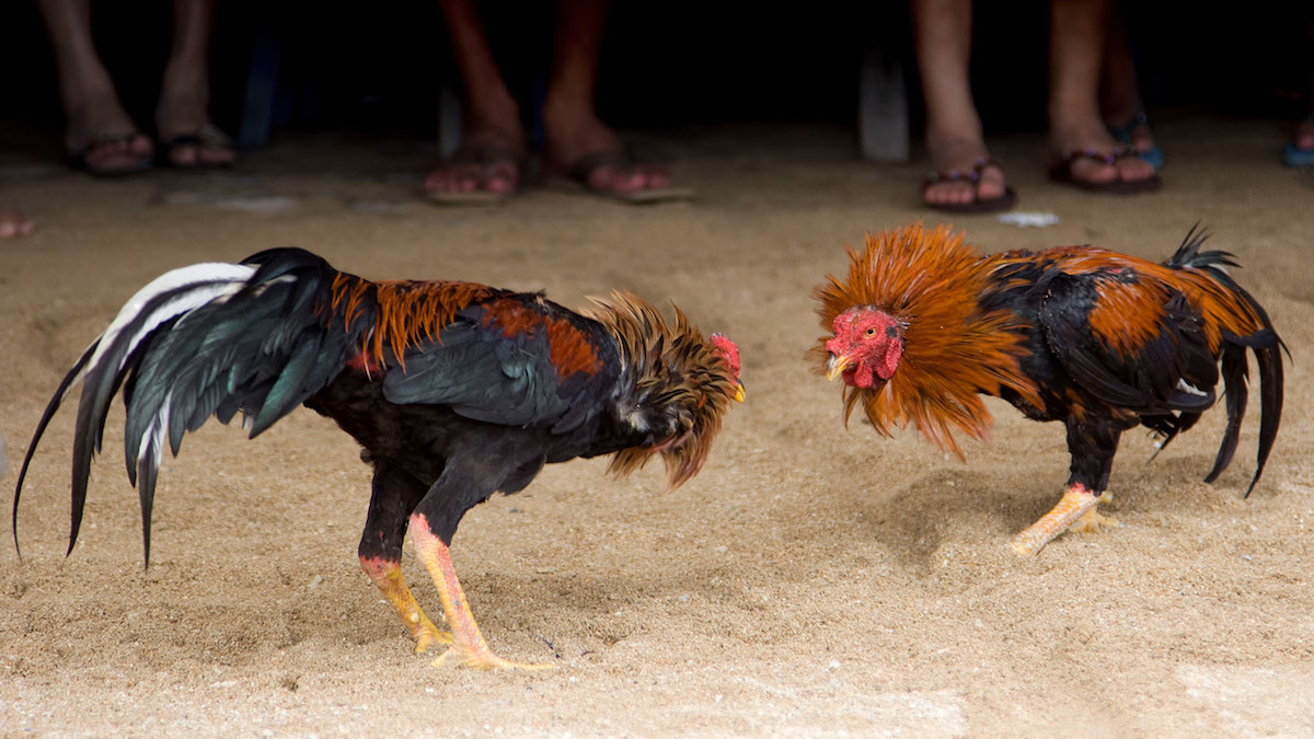 Gallos