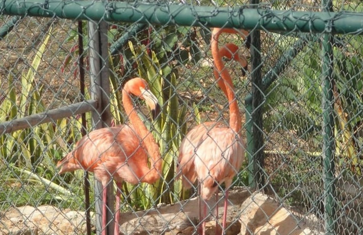 Flamencos