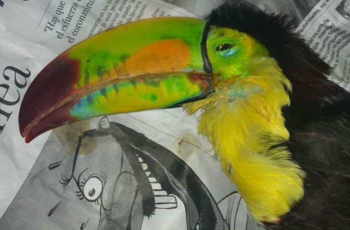 Tucan1