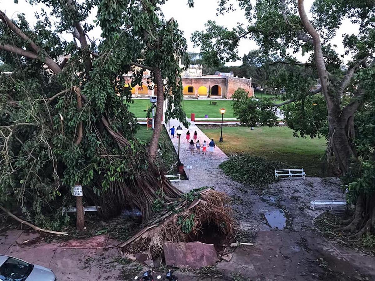 Vallaodlid Arbol