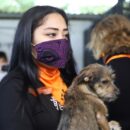 Perritos rescate 1
