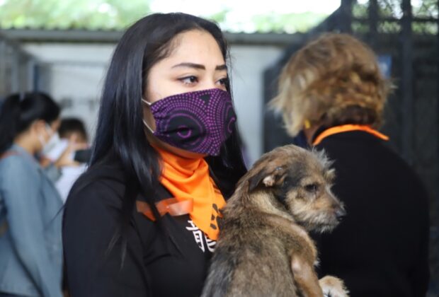 Perritos rescate 1