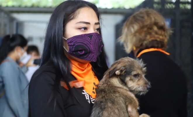 Perritos rescate 1