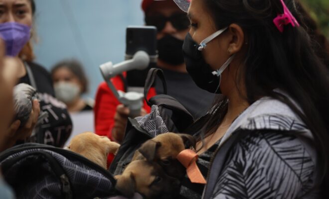Perritos rescate 2