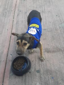 perrito 2