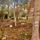 Arboles tristes