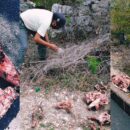 Cabezas animales