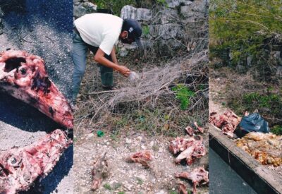 Cabezas animales