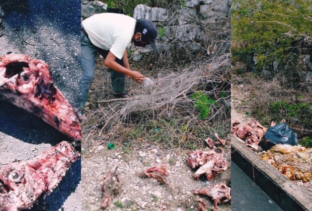 Cabezas animales