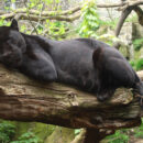 Close up of black jaguar resting on a tree branch