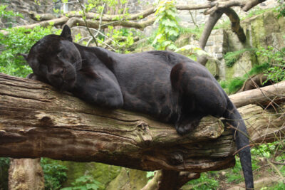 Close up of black jaguar resting on a tree branch