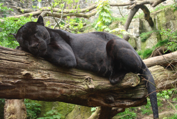 Close Up Of Black Jaguar Resting On A Tree Branch