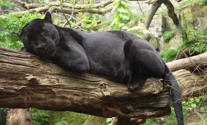 Close up of black jaguar resting on a tree branch