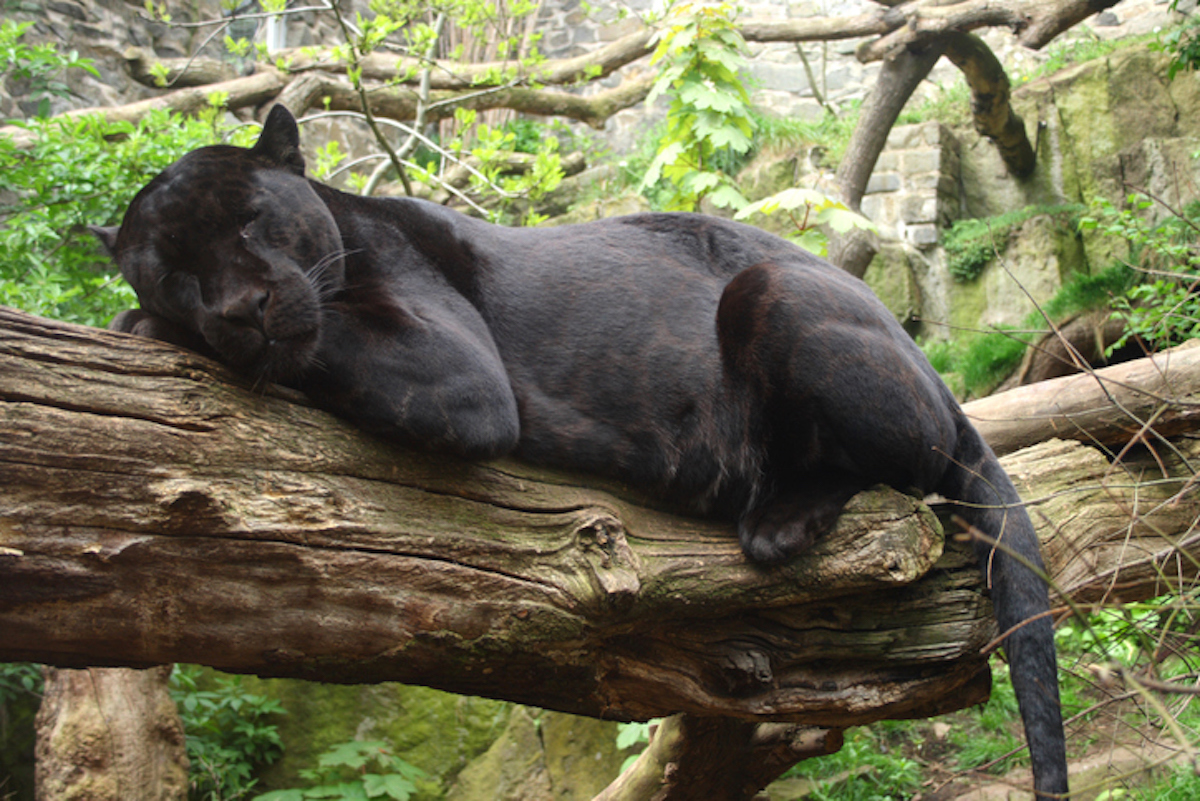 Close-up of black jaguar resting on a tree branch