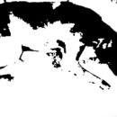 Maltrato animal
