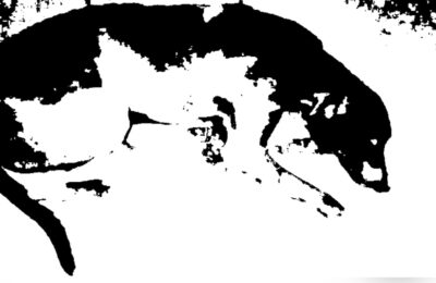 Maltrato animal