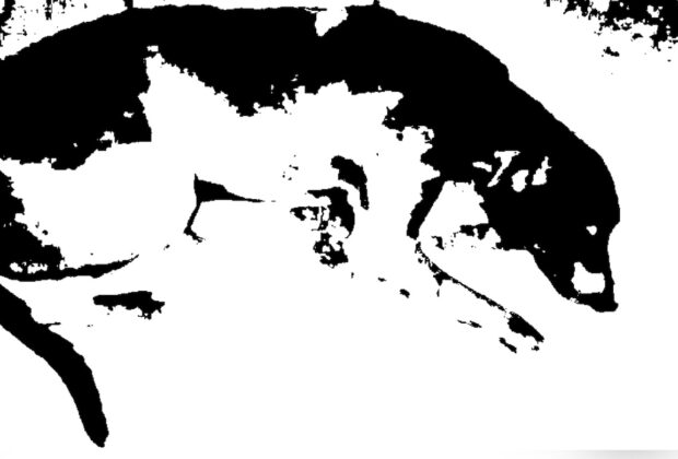 Maltrato animal
