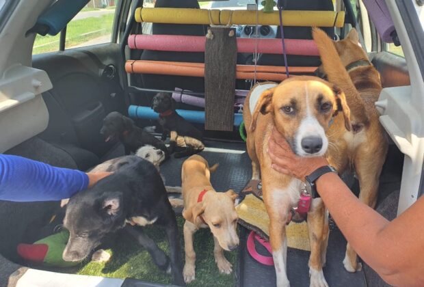 Perro esterilizacion 1