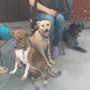 Perros esterilziacion 3