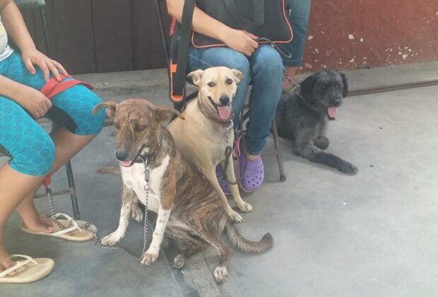 Perros esterilziacion 3