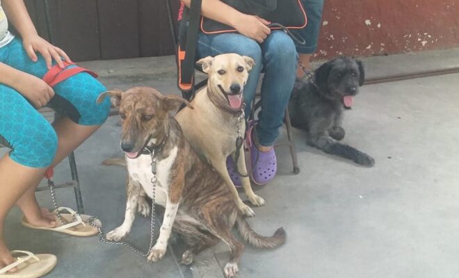 Perros esterilziacion 3