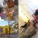 Perritos