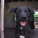Perros progreso