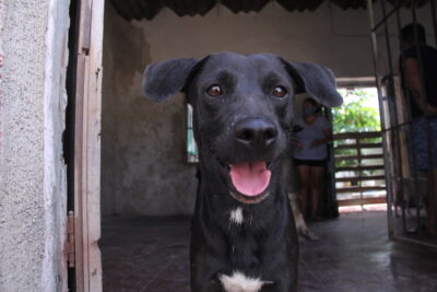 Perros progreso