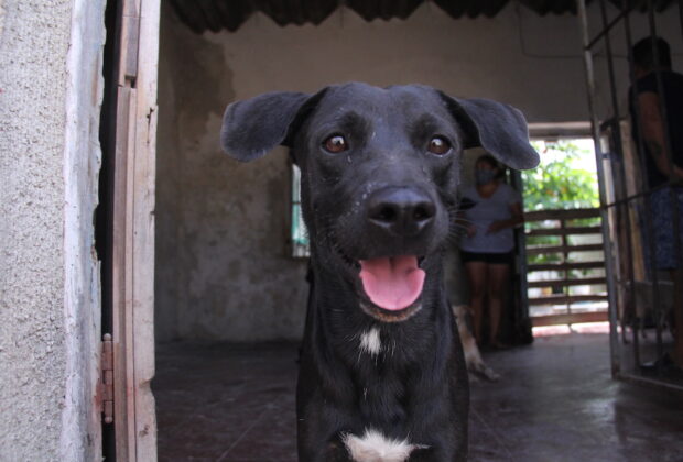 Perros progreso