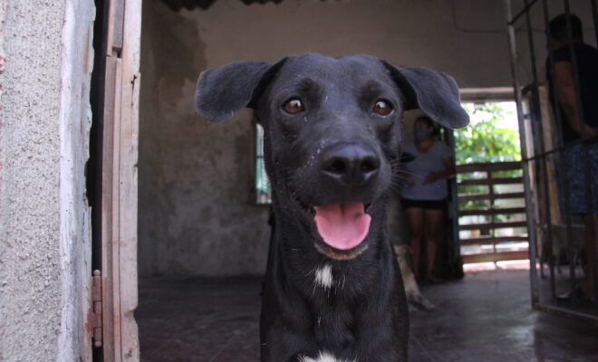 Perros progreso