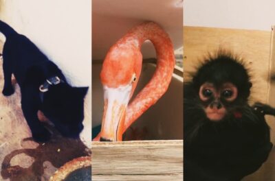 Animales aeropuerto
