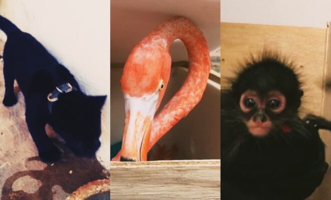 Animales aeropuerto