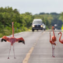 Flamenco Carreteras 249