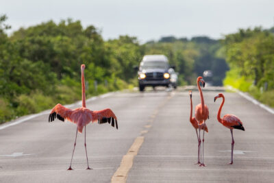 Flamenco Carreteras 249