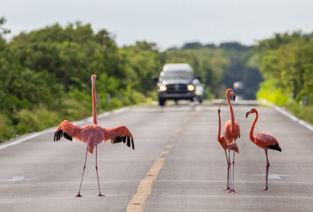 Flamenco Carreteras 249