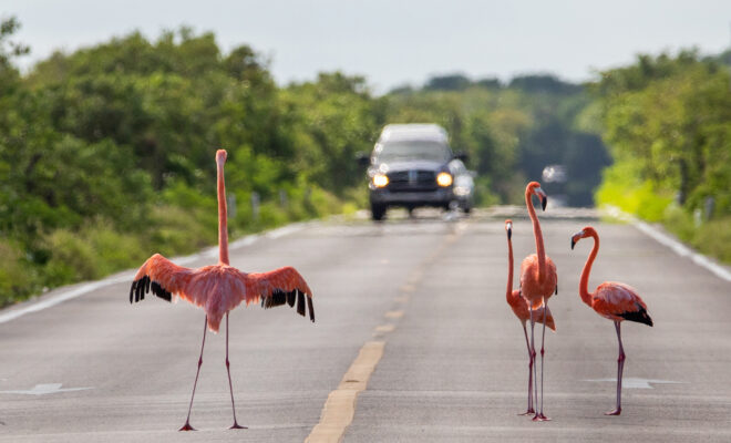 Flamenco Carreteras 249