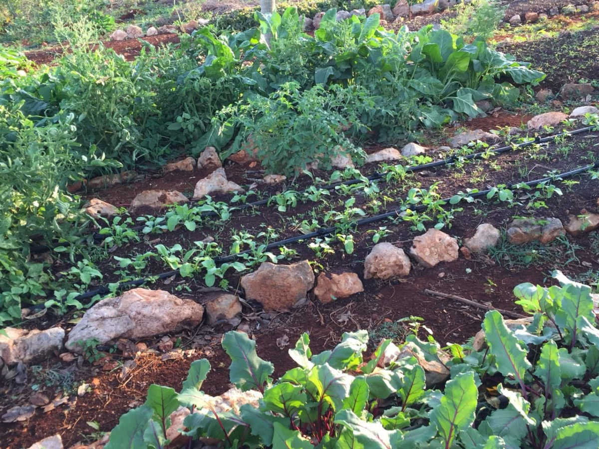 La Agroecología, Una Forma De Vida Y El Derecho A Comer Bien