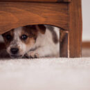 Little puppy is hiding under a cupboar