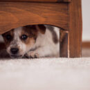 Little Puppy Is Hiding Under A Cupboar