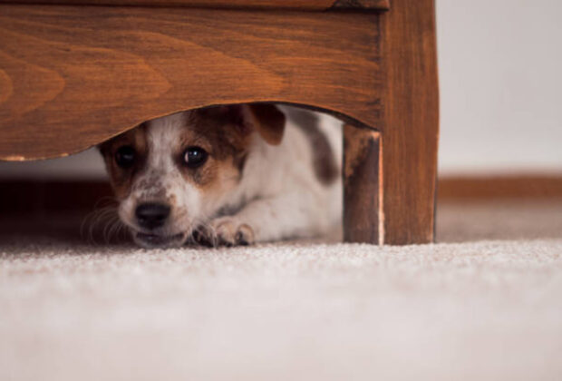 Little puppy is hiding under a cupboar