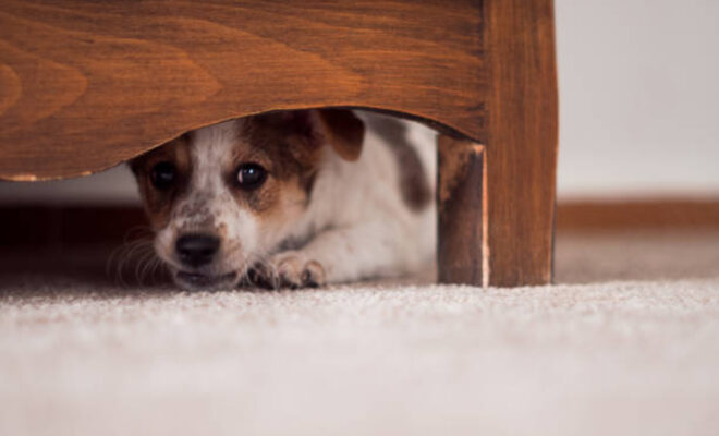 Little puppy is hiding under a cupboar