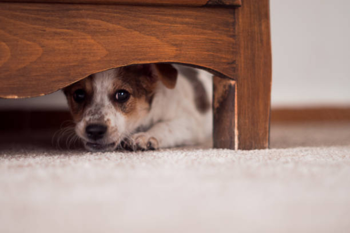 Little Puppy Is Hiding Under A Cupboar